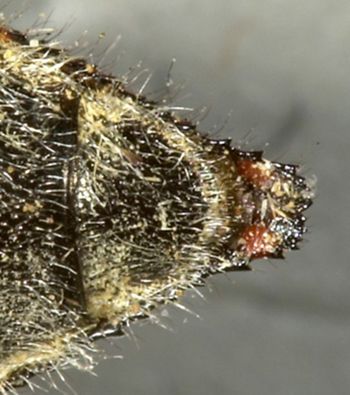 Media type: image; Entomology 24414   Aspect: pygidium